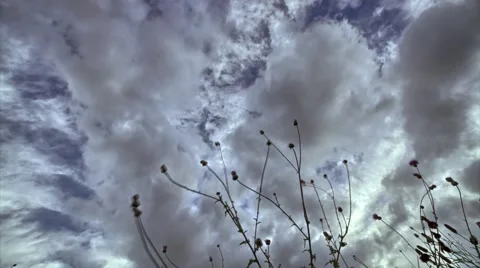Texas Sky and greenery - Time-Lapse Vídeos de archivo 42661953