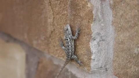Texas Spiny Lizard on bricks. Vidéo 66447449