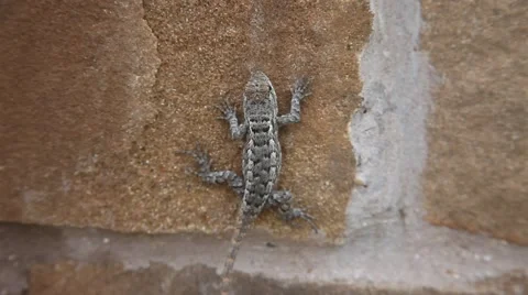 Texas Spiny Lizard on bricks. Stockbeeldmateriaal 66447476