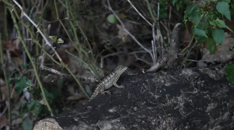 Texas Spiny Lizard on a log. Stock Footage 67181259