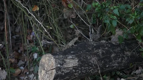 Texas Spiny Lizard on a log. Stockbeeldmateriaal 67181348