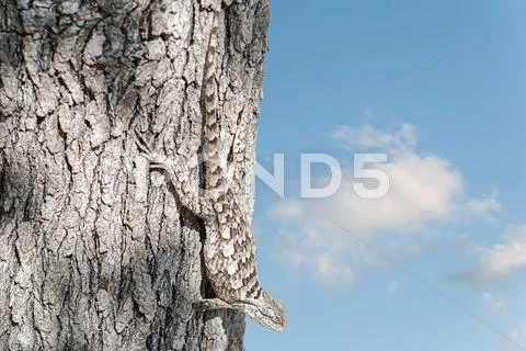 Texas spiny lizard (sceloporus olivaceus) Stock Photos