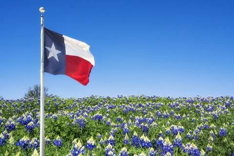 Texas state flag waving in the wind on Bluebonnet wildflower field Foto stock