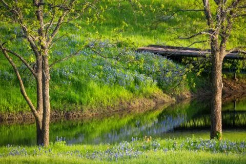 Texas Stream With Bluebonnet Reflections Stock Photos