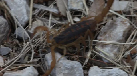 Texas Striped Back Scorpion Stock-Footage 34777000