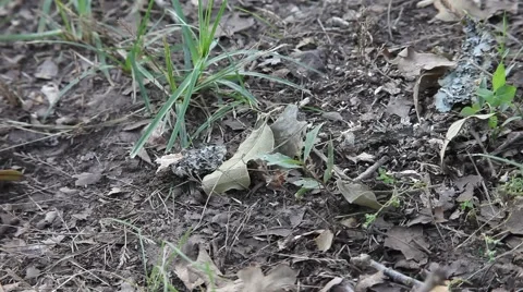 Texas Striped Bark Scorpion Stockbeeldmateriaal 64256751