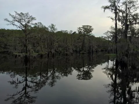 Texas Swamp Stock Photos