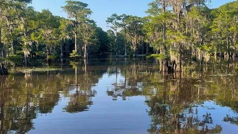 Texas Swamp Stock Photos