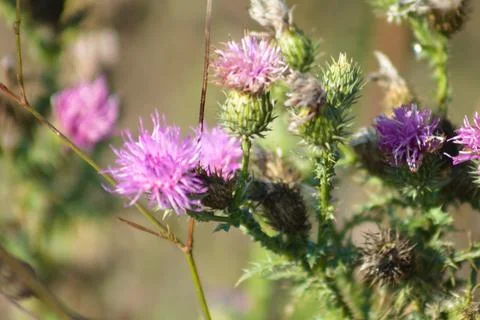 Texas thistle in bloom closeup view with blurred background Foto stock