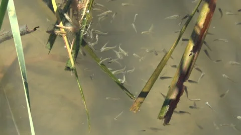 Texas tiny fish swimming Video stock 62763289