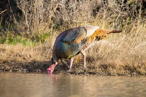 Texas Turkey Drinking Foto stock