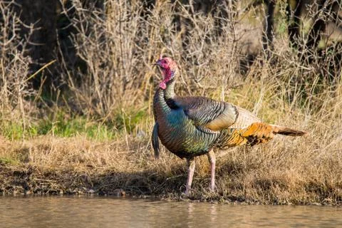 Texas Turkey Drinking Foto stock