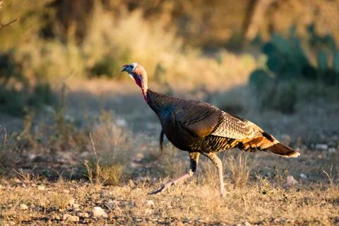 Texas Turkey Quickly Walking Stock Photos