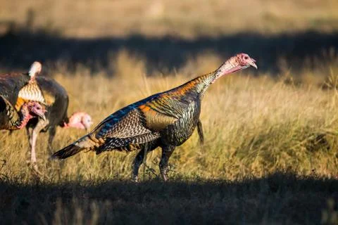 Texas Turkey Standing Foto stock