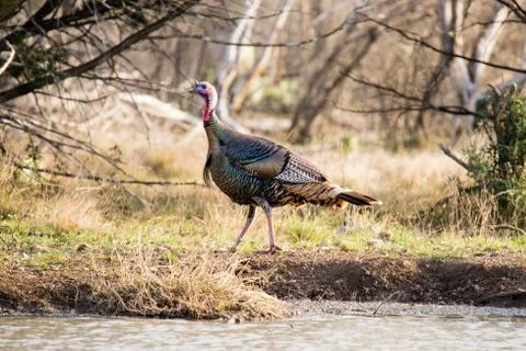 Texas Turkey Walking Foto stock