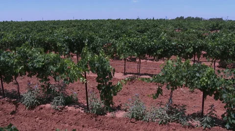 A Texas vinyard Stock Footage 51772227