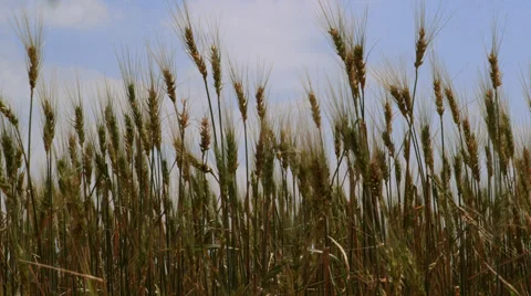 Texas Wheat Field 库存影片 66369036