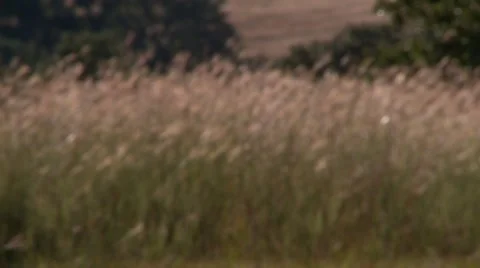 Texas Wheat Field Rack Focus 動画素材 6982598