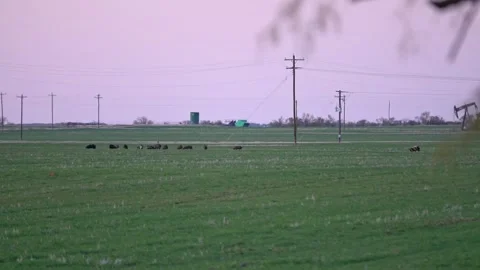 Texas Wild Hogs Feeding - Open Pasture, Late Day Sun Stock-Footage 306898190