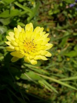 Texas Wildflower Stock Photos