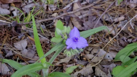 Texas wildflower Spiderwort Stock Footage 296452025