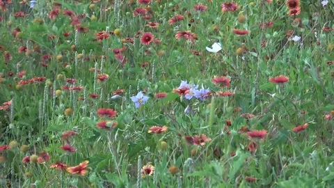 Texas Wildflowers 9 Stock Footage 93971591