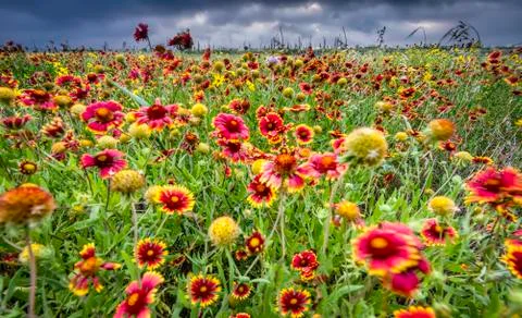 Texas Wildflowers Stock Photos