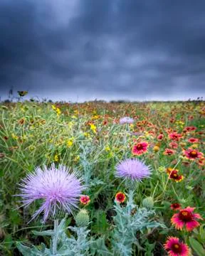 Texas Wildflowers Stock Photos