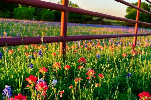 Texas Wildflowers Stock Photos