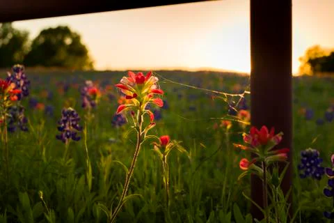 Texas Wildflowers Stock Photos