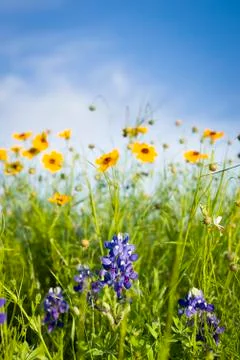 Texas Wildflowers Stock Photos