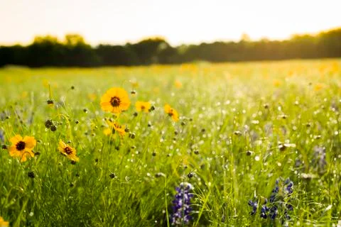 Texas Wildflowers Stock Photos