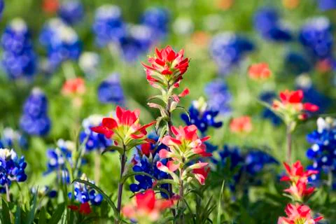 Texas Wildflowers Stock Photos