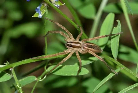 Texas Wolf spider Foto stock