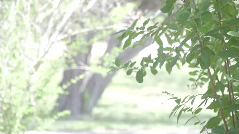 Texas yard Video stock 246944497