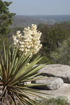 Texas Yucca Stock Photos