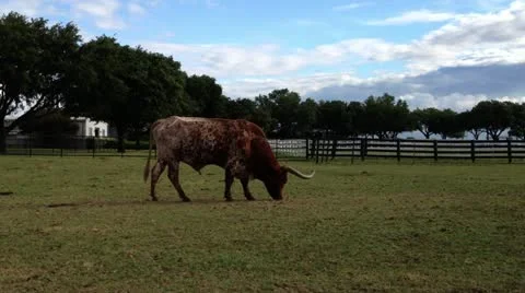 TexasLonghorn1 Video stock 11029037