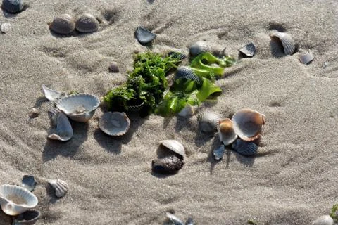 Texel - 2009 Stock Photos