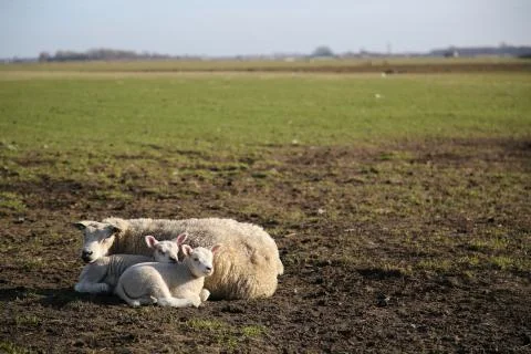 Texel lamb Stock Photos