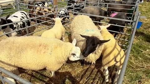 Texel sheep in an enclosure Stock Footage 194385589