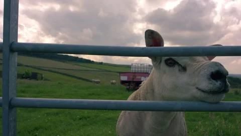Texel sheep looks through gate Vídeo Stock 344747283