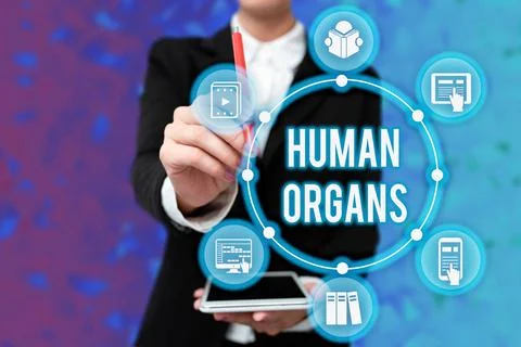 Text caption presenting Human Organs. Business idea The internal genital Foto stock