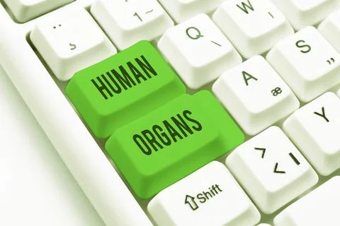 Text caption presenting Human Organs. Business overview The internal genital Stockfoto's