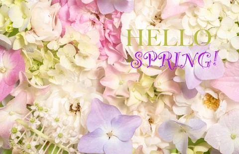 Text Hello spring. Delicate blooming roses and hydrangea flowers. Blooming Stock Photos