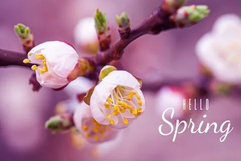 Text Hello Spring. Flowers of Cherry plum or Myrobalan Prunus cerasifera Stock Photos