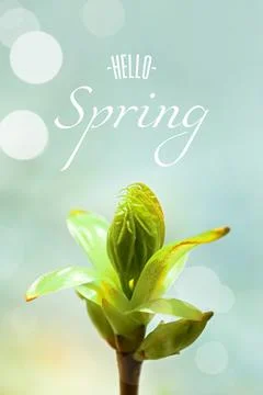 Text Hello spring. Yellow maple flowers. Spring Background with the inscription Stock Photos