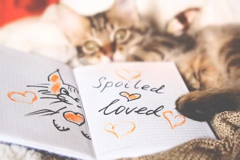 Text Spoiled Loved on paper, notepad. Pretty cute kitten relaxing on the be.. Stock Photos