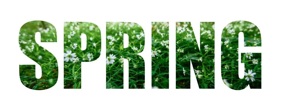 Text Spring on a background of white flowers Stock Illustration