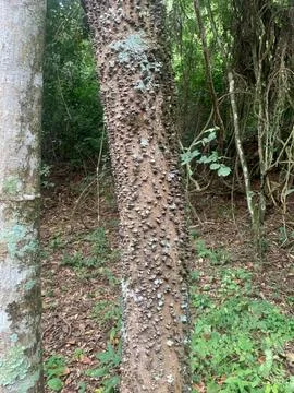 Text of a tree with thick bark Stock Photos