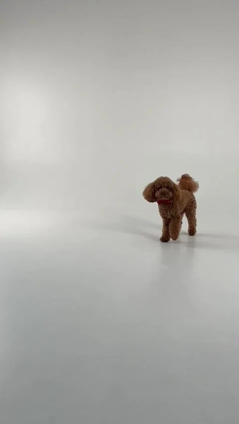 TextA brown dog figurine on a simple backdrop.,keywordsdog,figurine,brown Stock Footage 305376176